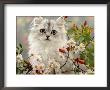 Domestic Cat, Turkish Van Kitten Among Michaelmas Dasies And Rose Hip by Jane Burton Limited Edition Print