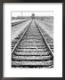 View Of Birkenau Entrance And Railway Line That Brought Prisoners In, Poland by David Clapp Limited Edition Print
