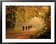 Walkers Among Trees In Autumn Foliage, Seattle, U.S.A. by Ann Cecil Limited Edition Print