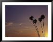 Sunset And Palm Trees, Laguna Beach, Ca by Mitch Diamond Limited Edition Print