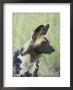 African Wild Dog (Lycaon Pictus), Pilanesberg National Park, South Africa, Africa by James Hager Limited Edition Print