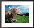 Domestic Cow On Alpine Pasture, Switzerland by De Meester Limited Edition Print