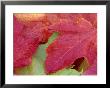 Maple Leaves In Fall, Bielefeld, Germany by Thorsten Milse Limited Edition Pricing Art Print
