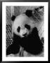 Giant Panda From Red China Chewing On Leaves by Michael Rougier Limited Edition Pricing Art Print