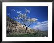 Almond Tree In Bloom, Zelve, Cappadocia, Anatolia, Turkey, Eurasia by Marco Simoni Limited Edition Print