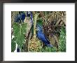 Hyancinth Macaws, Brazil by Berndt Fischer Limited Edition Print