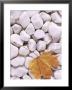 Close-Up Of Maple Leaf Lying On White Pebbles by James Guilliam Limited Edition Pricing Art Print