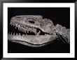 Allosaurus Skeleton Skull, Jaws And Teeth, Against A Black Background by Jason Edwards Limited Edition Print