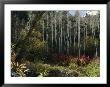 Fall Colors In The Woodlands Of The San Miguel River Watershed by Melissa Farlow Limited Edition Print