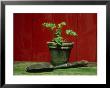 Parsley Planted In Aged Terracotta Pot by Andre Jordan Limited Edition Print