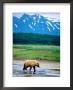 Yearling Brown Bear Cub In Habitat, Hallo Bay, Alaska by Mark Newman Limited Edition Print