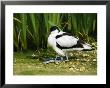 Pied Avocet, Adult Sheltering Young In Plumage, Uk by Mike Powles Limited Edition Pricing Art Print
