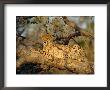 A Cheetah (Acinonyx Jubatus) In A Tree, Kruger Park, South Africa by Paul Allen Limited Edition Print