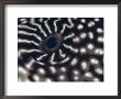 Close Up Of Eye Of Pufferfish, Indo Pacific by Jurgen Freund Limited Edition Pricing Art Print