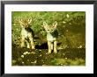 Black-Backed Jackal, Pups, Masai Mara, Kenya by Mike Powles Limited Edition Pricing Art Print