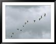 Flock Of Canada Geese In Flight by Marc Moritsch Limited Edition Print