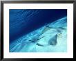 Short Tail Stingray, Beveridge Reef by Tobias Bernhard Limited Edition Pricing Art Print