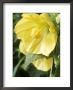 Abutilon (Lemon Queen) by Chris Burrows Limited Edition Pricing Art Print
