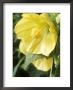 Abutilon (Lemon Queen) by Chris Burrows Limited Edition Print