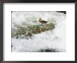 Rainbow Trout, Jumping Falls, Swimming Upriver To Return To Spawning Area, Willoughby River, Usa by Robert Servranckx Limited Edition Print