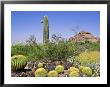 Desert Landscape & Cacti Desert Botanical Garden, Phoenix Usa by Martine Mouchy Limited Edition Print