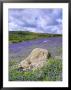 Bluebells In Open Pasture, Halwell Lawn, Devon, Uk by David Clapp Limited Edition Print