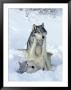 Gray Wolves, Show Of Dominance Among Pack, Montana by Daniel Cox Limited Edition Print