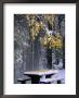 Outdoor Picnic Table Laden With Snow And Leaves, Waterton Lakes National Park, Alberta, Canada by Lawrence Worcester Limited Edition Print