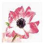 Poppy Ii by Sophia Davidson Limited Edition Print