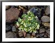 Common-Scurvy Grass, Lochalsh, Scotland by Iain Sarjeant Limited Edition Print