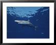 Close View Of A Silky Shark by Brian J. Skerry Limited Edition Print