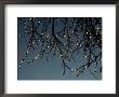 Tree Branches Covered In Icicles by Scott Sroka Limited Edition Print