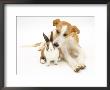 Lurcher Sniffing Fawn Dutch Rabbit by Jane Burton Limited Edition Print