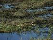 Camouflaged Crocodile Of Chobe National Park Resting In The Grass Along The Chobe River by Daniel Dietrich Limited Edition Print