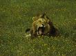 Yawning Male Lion Amongst Yellow Flowers In The Ngorongoro Crater, Tanzania by Daniel Dietrich Limited Edition Print