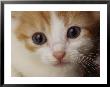 A Close View Of A Cat by Michael Nichols Limited Edition Pricing Art Print