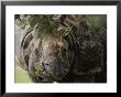 A Docile Looking Indian Rhino Chews On A Few Leaves by Vlad Kharitonov Limited Edition Pricing Art Print