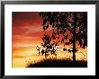 A Bright Red, Orange And Yellow Sunset Silhouettes A Tree In Nipomo by Marc Moritsch Limited Edition Print