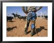 A Cowboy Rounds Up Some Cattle For Branding by Jodi Cobb Limited Edition Print