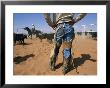 A Cowboy Rounds Up Some Cattle For Branding by Jodi Cobb Limited Edition Pricing Art Print