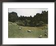 Sheep Grazing In Golden Gate Park In San Francisco by Charles Martin Limited Edition Pricing Art Print