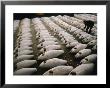 Rows Of Shark Carcasses Getting Prepared To Be Auctioned Off At A Tokyo Fishmarket by Paul Chesley Limited Edition Print