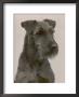 Jester The Head Of A Welsh Terrier by Thomas Fall Limited Edition Print