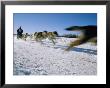 A Dogsled Team Whizzes Past The Camera During A Race Along Chena Lake by Maria Stenzel Limited Edition Print