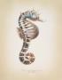 Potbelly Seahorse by Richard Van Genderen Limited Edition Print