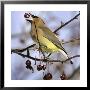 A Cedar Waxwing Tosses Up A Fruit From A Flowering Crab Tree, Freeport, Maine, January 23, 2007 by Robert F. Bukaty Limited Edition Print
