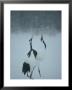 Pair Of Japanese Or Red-Crowned Cranes Doing A Unison Call by Tim Laman Limited Edition Print