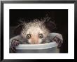 Aye-Aye In Tuppaware Container, Duke University Primate Center by David Haring Limited Edition Print