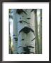Detail Of A Tree Trunk With Face-Like Features by Bill Curtsinger Limited Edition Print
