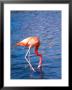 Flamingo Drinking by Lisa S. Engelbrecht Limited Edition Pricing Art Print